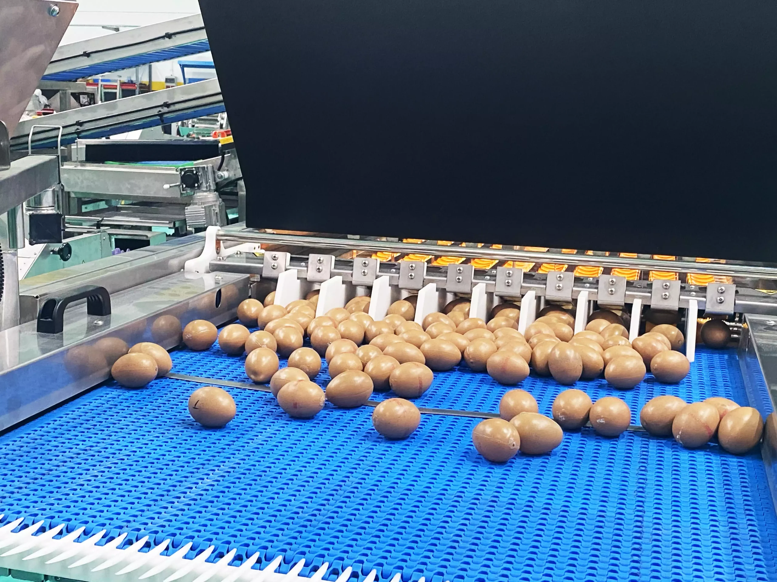 Egg Grading, Collection, and Coding Machines - BG Makina - حلول تصنيف ...