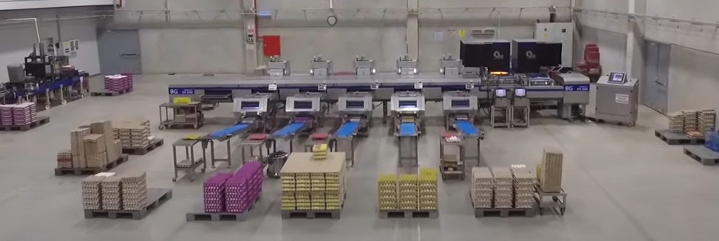 Long Term Cost Savings in Egg Processing Machines: Advantages of BG MAKINA