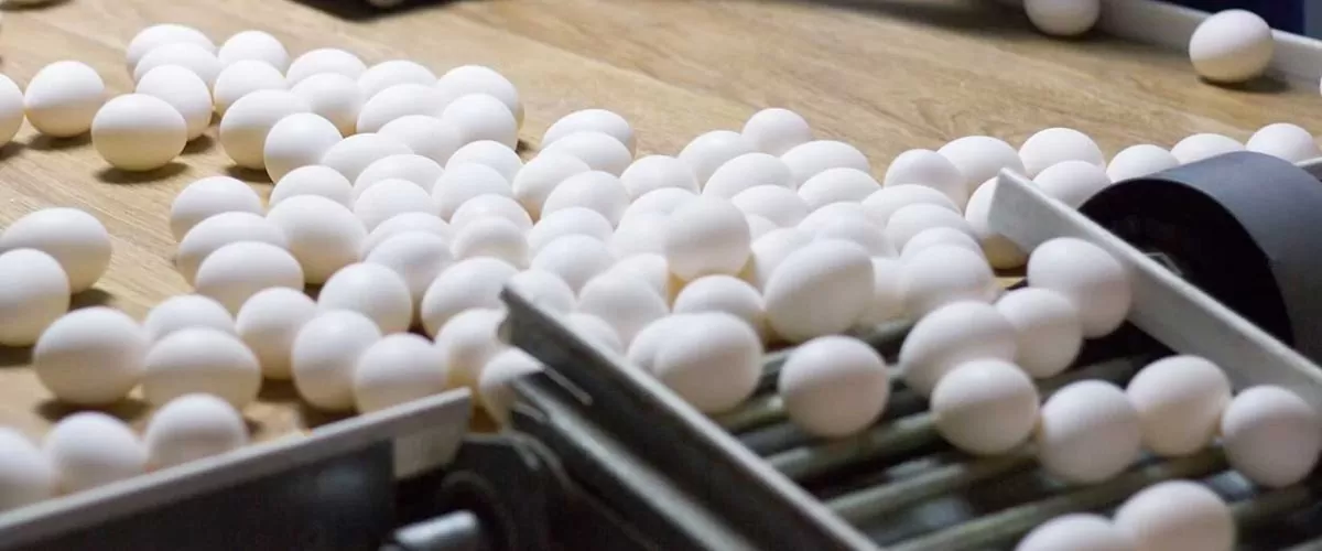 Egg Production Machinery and Equipment